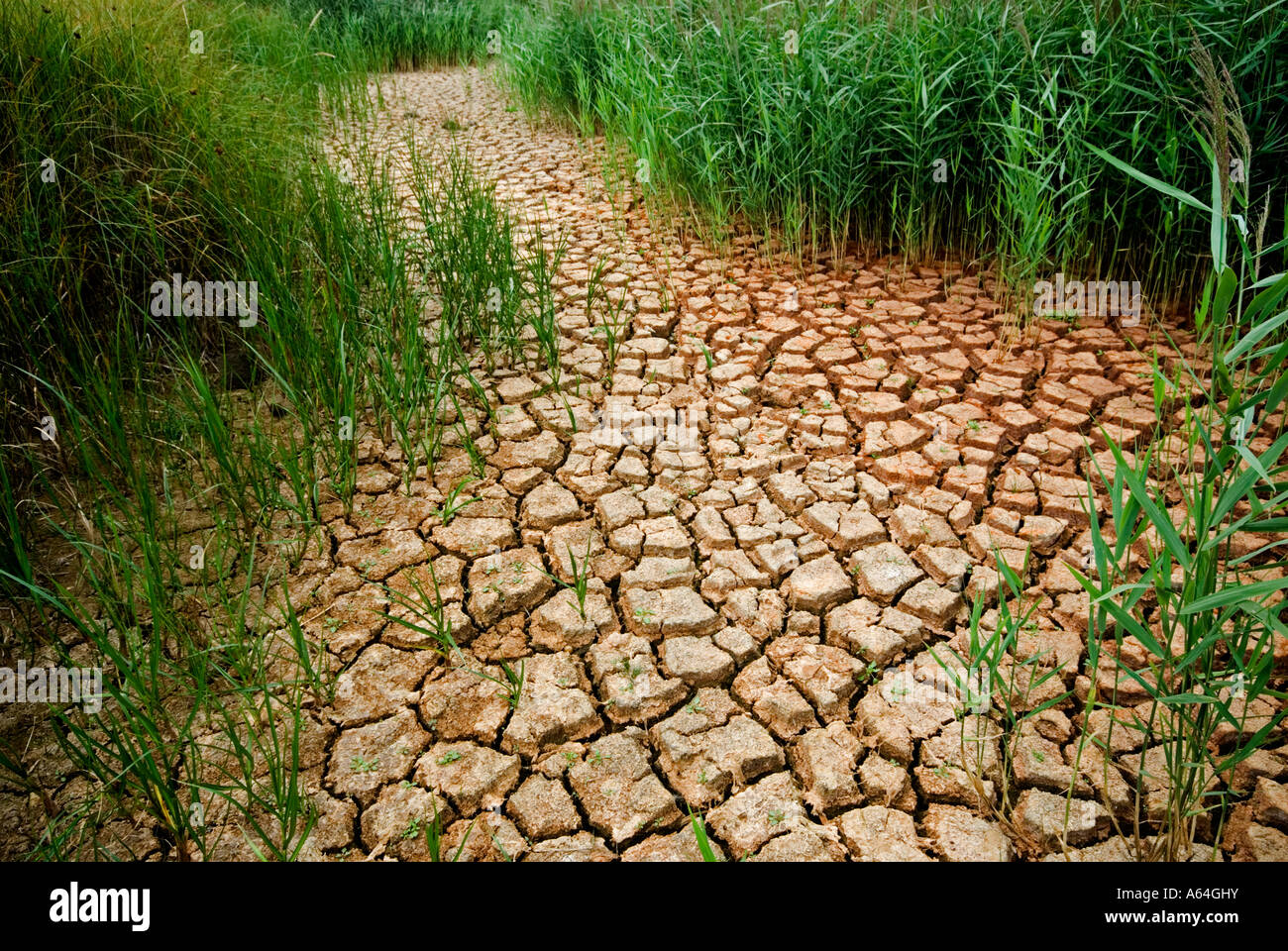 Drought 2006 Dried Up River Bed, Southern England. Stock Photo