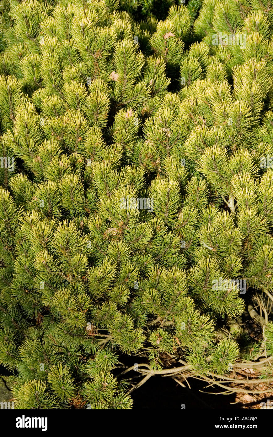Dwarf Mountain Pine (Pinus mugo ophir) foliage Stock Photo