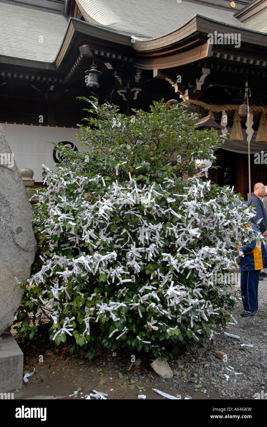 Omikuji paper prayers tied to tree at shrine. Kyoto Japan, New Year 2006 Stock Photo