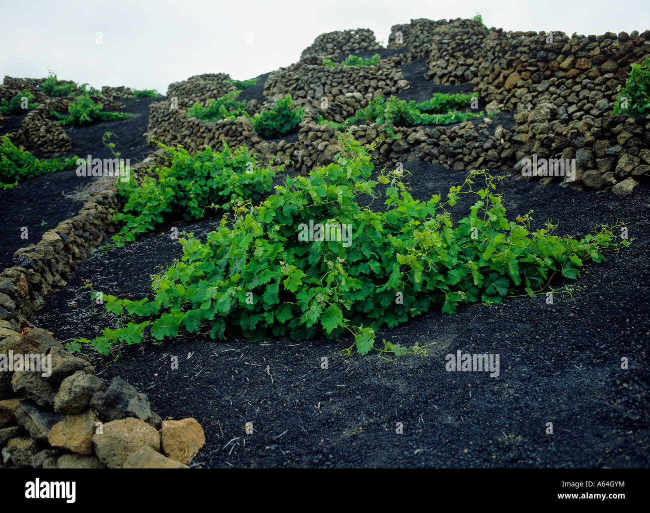 volcanic ash soil and stone wall windbreaks vineyard area of la geria
