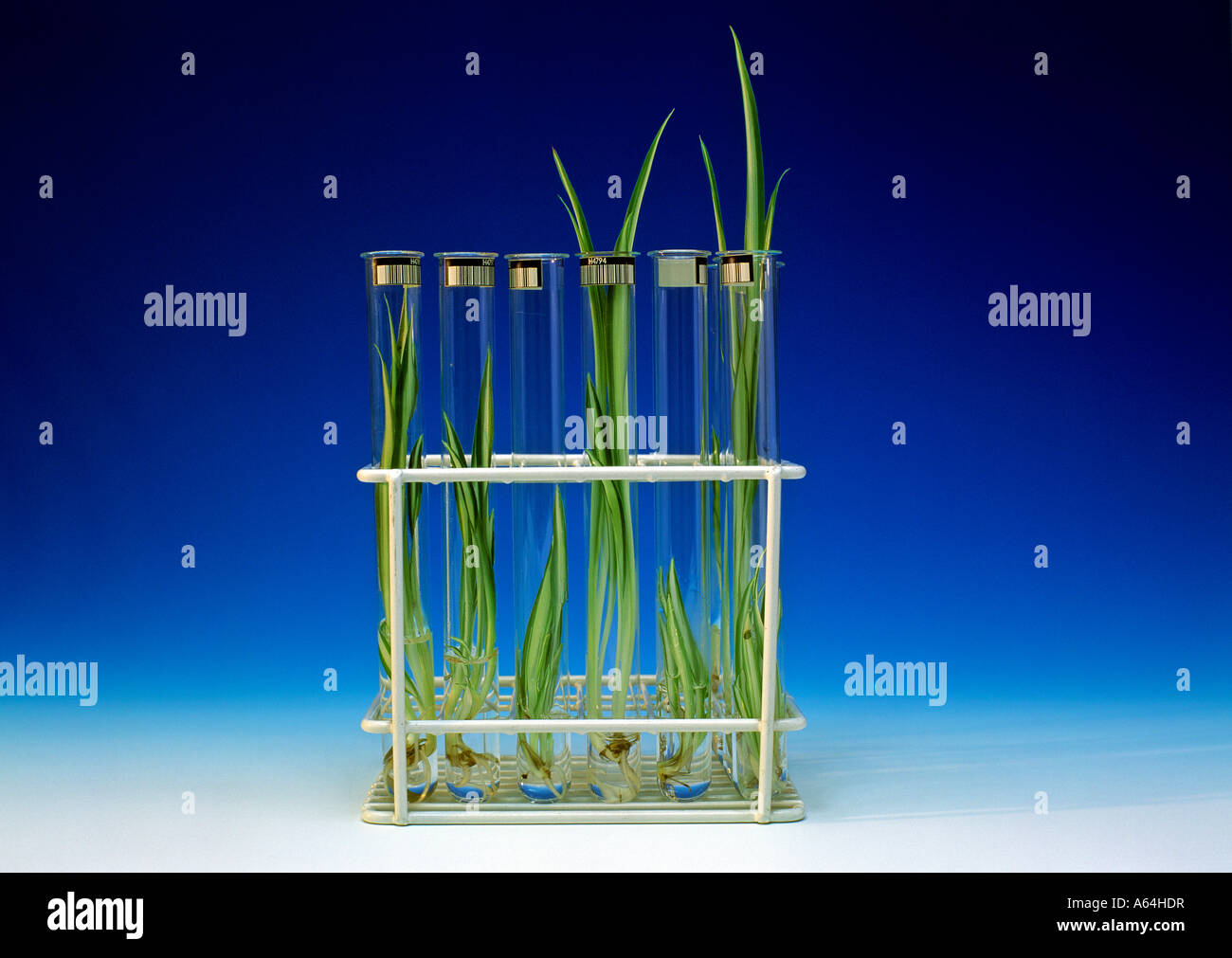 shoots in testtubes symbolism for biotechnology and design food Stock Photo