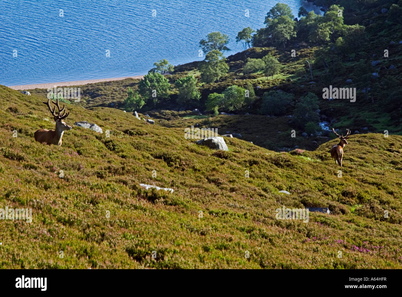 Balmoral estate hires stock photography and images Alamy