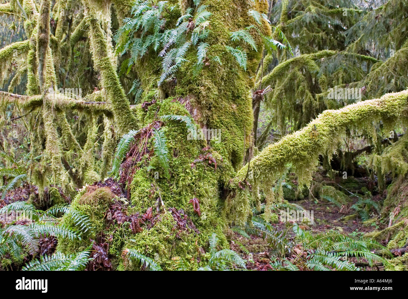 Rainforest cascade hi-res stock photography and images - Alamy