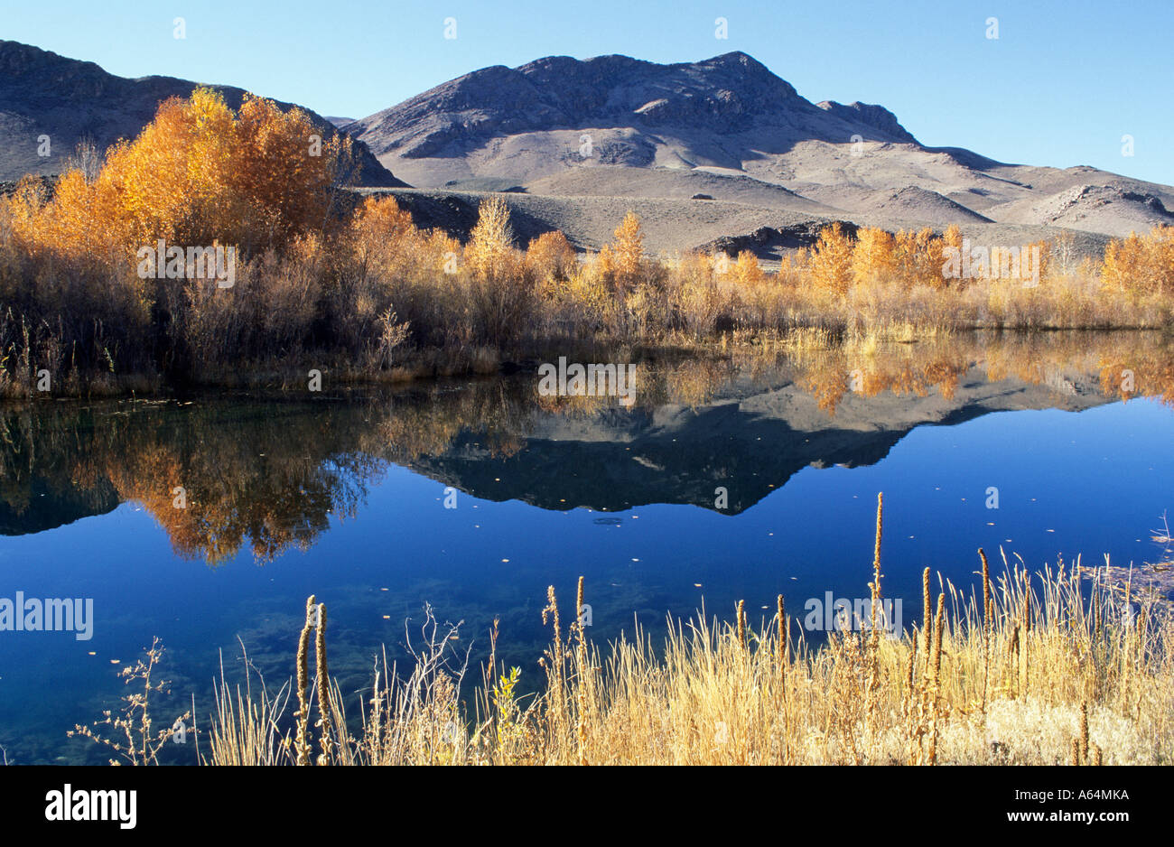 Salmon River near Challis, Lewis & Clark Trail, Idaho, USA Stock Photo
