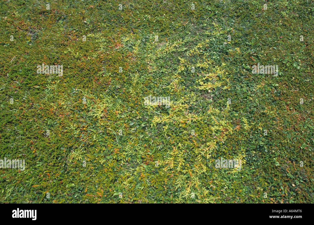 Tundra floor with juniper, heath, arctic birch and cranberry, Newfoundland, Labrador Stock Photo