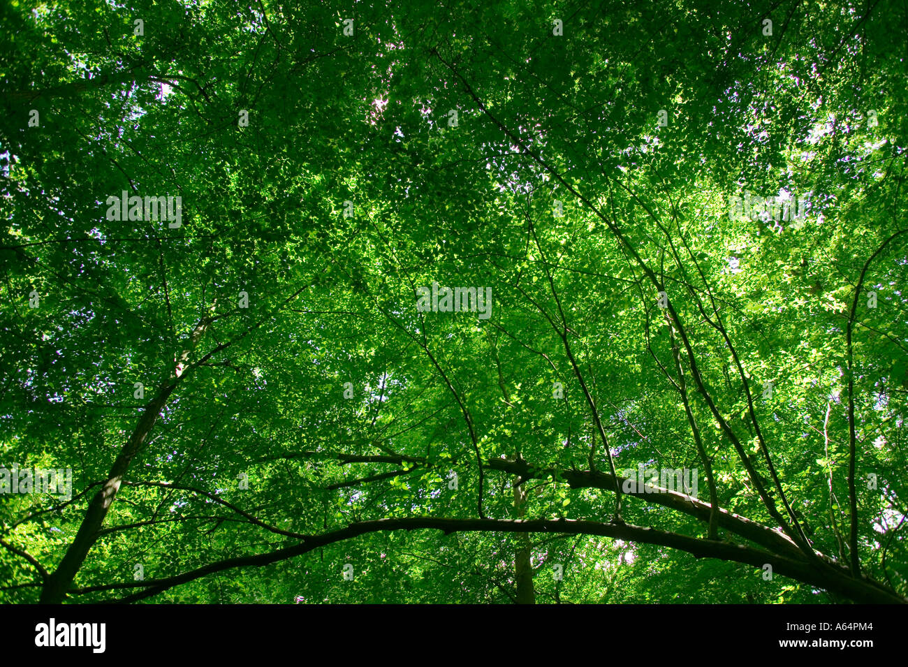 Forest of Compiegne - Oise - Picardy - France Stock Photo - Alamy
