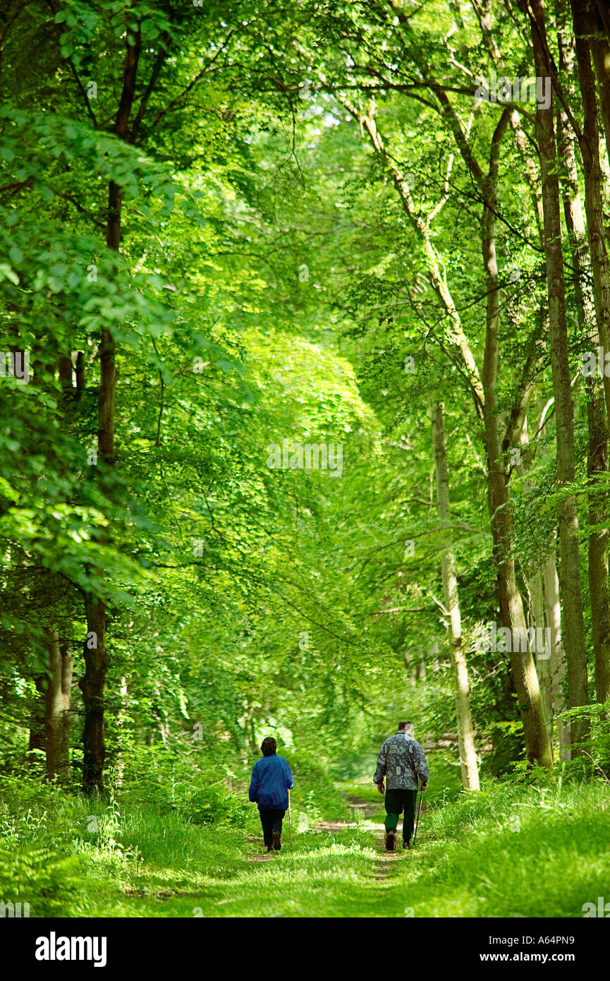 Forest of Compiegne - Oise - Picardy - France Stock Photo