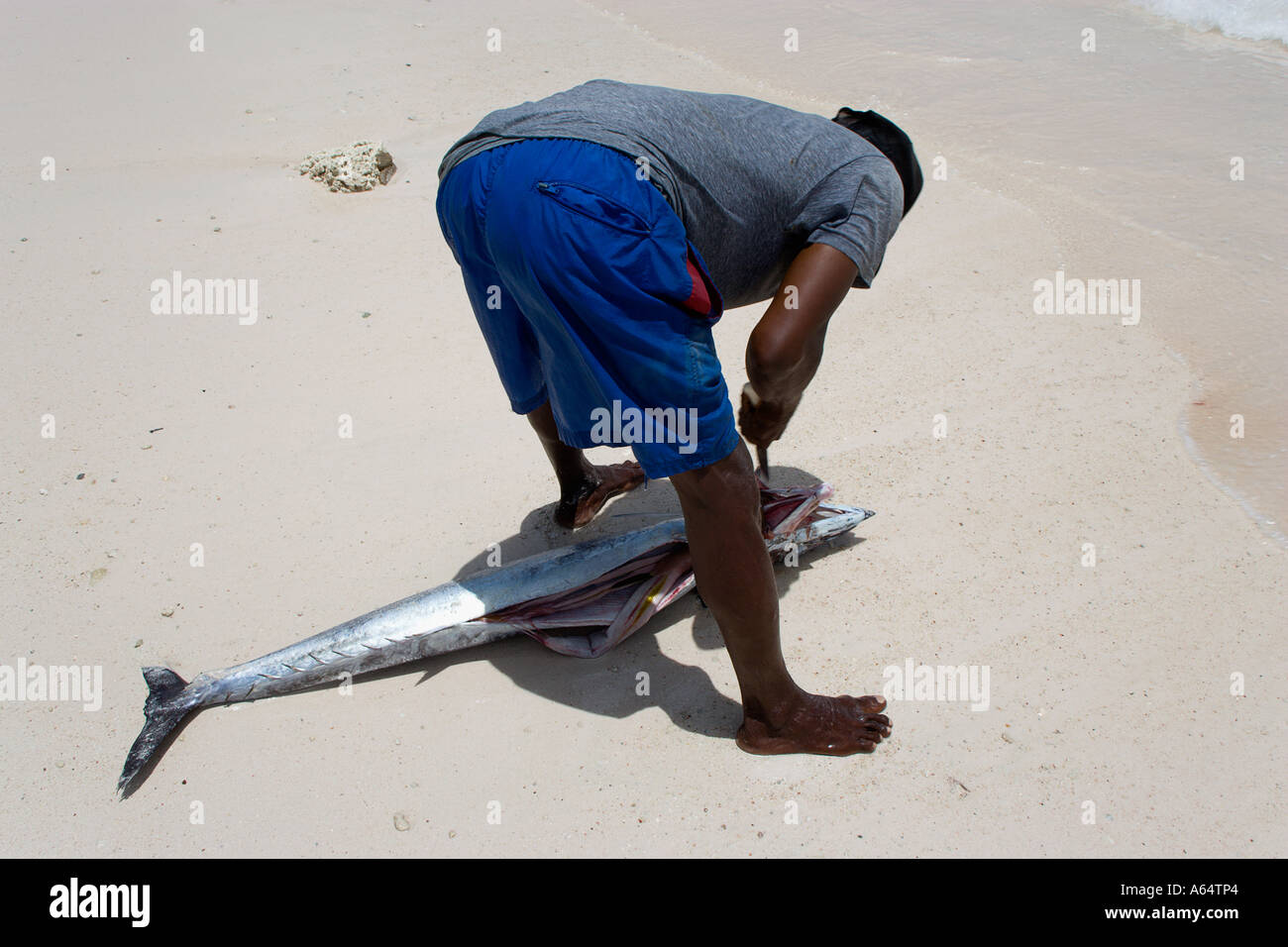 WEST INDIES Caribbean Barbados Christchurch Parish Worthing Beach Fisherman gutting a King Fish on shoreline at water's edge. Stock Photo