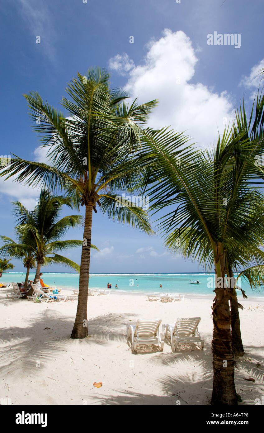 WEST INDIES Caribbean Barbados Christchurch Parish Worthing Beach Tourists under coconut palm trees sunbathing or in sea. Stock Photo