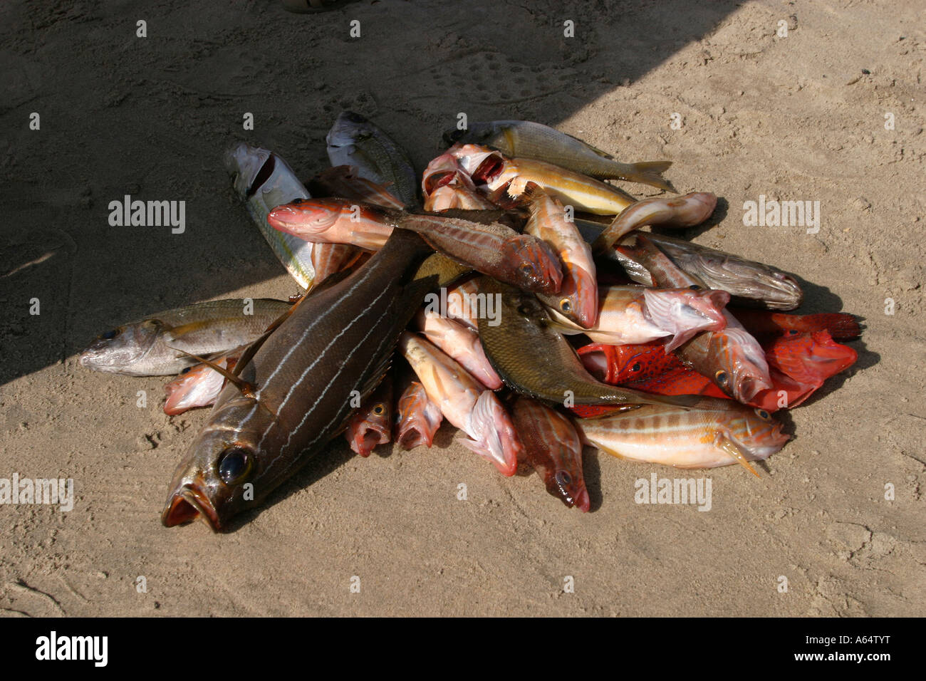 Senegal Dakar Soumbedioune fishing a small catch of fish Stock Photo ...