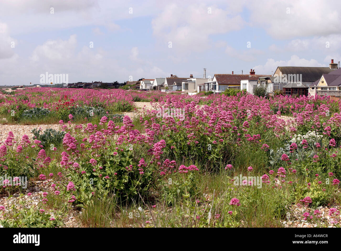 UK West Sussex Pagham beach and bungalows Stock Photo Alamy