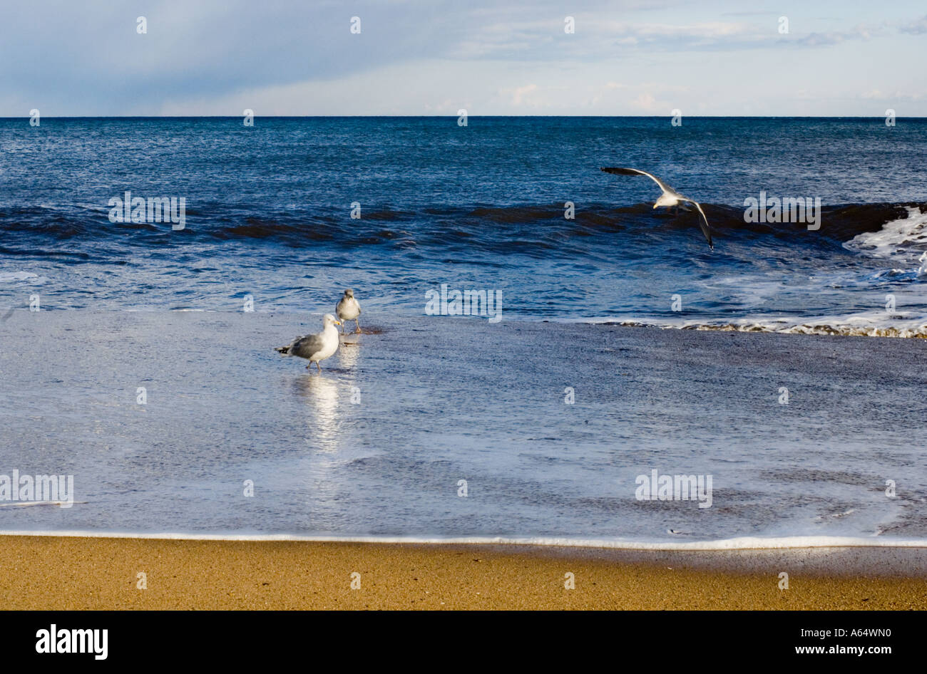 Sea Gulls on beach Stock Photo