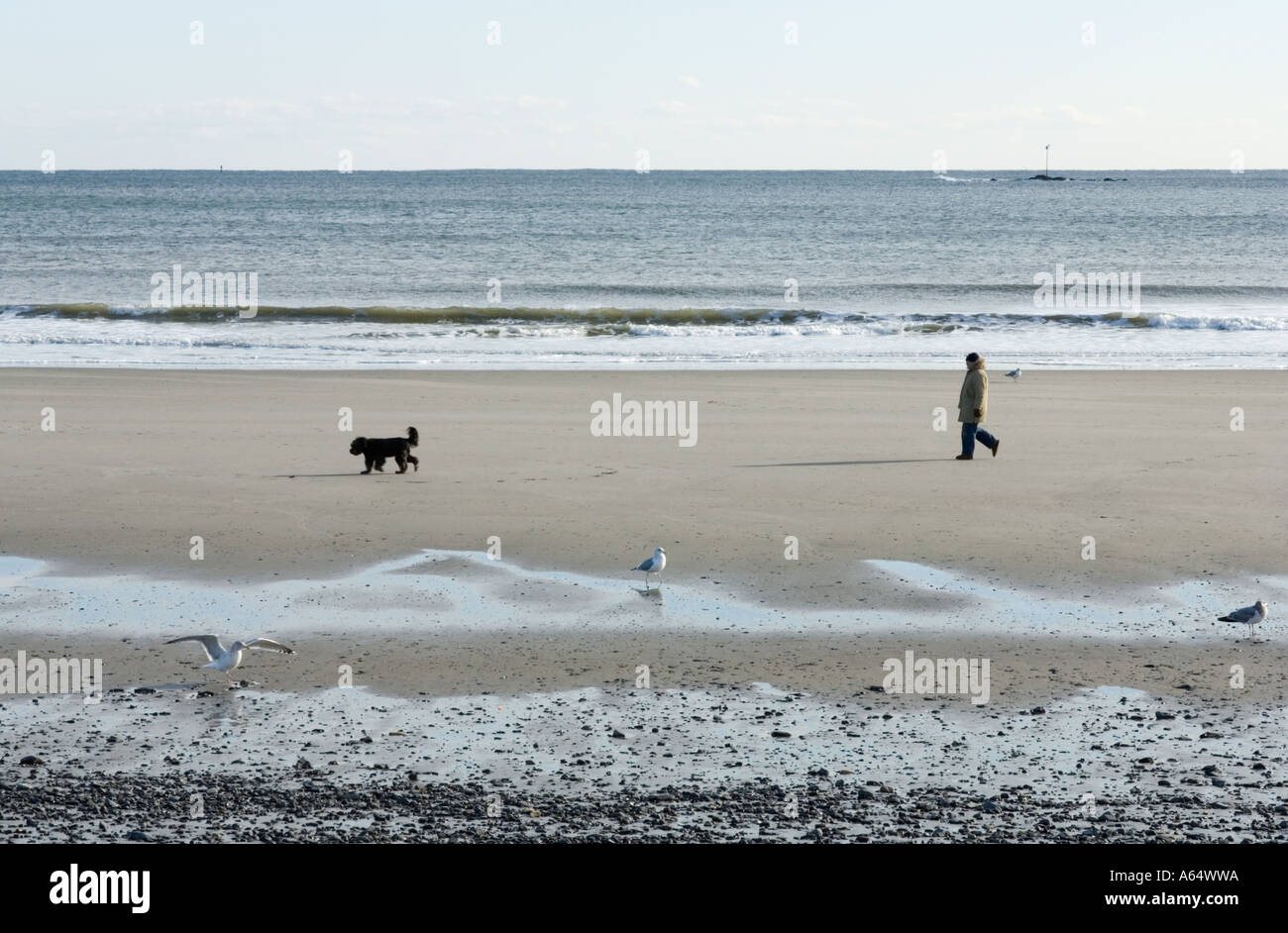 Man walking dog on the beach in the winter Stock Photo