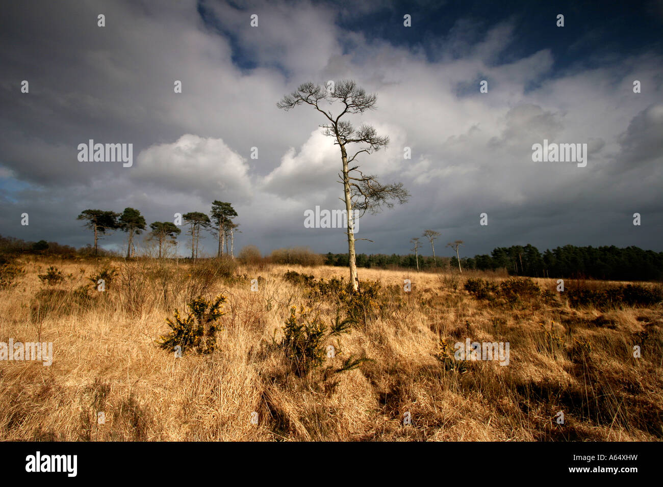 Chelwood gate hires stock photography and images Alamy