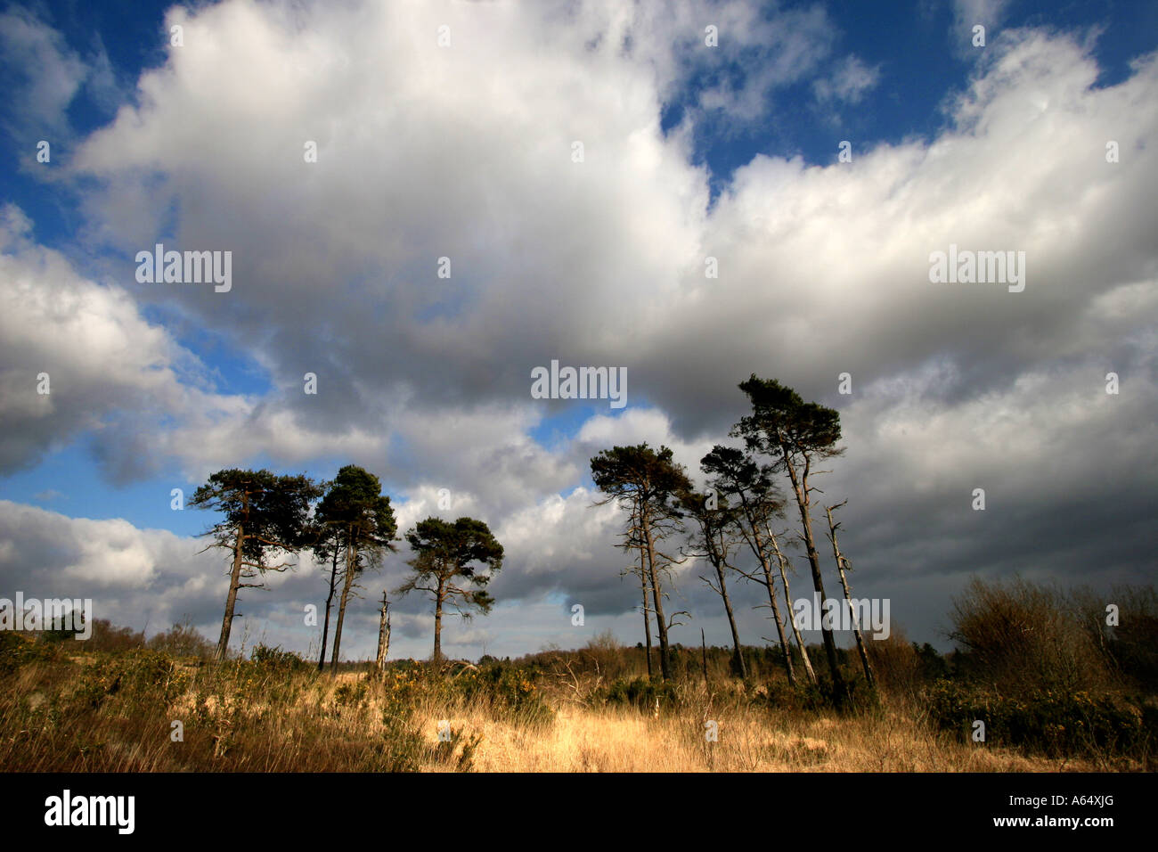 Chelwood gate hires stock photography and images Alamy