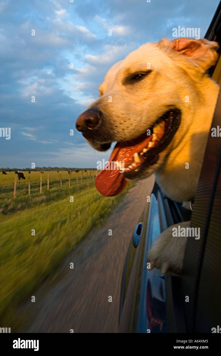 Yellow lab with tongue flapping and window out head of a truck passing ...