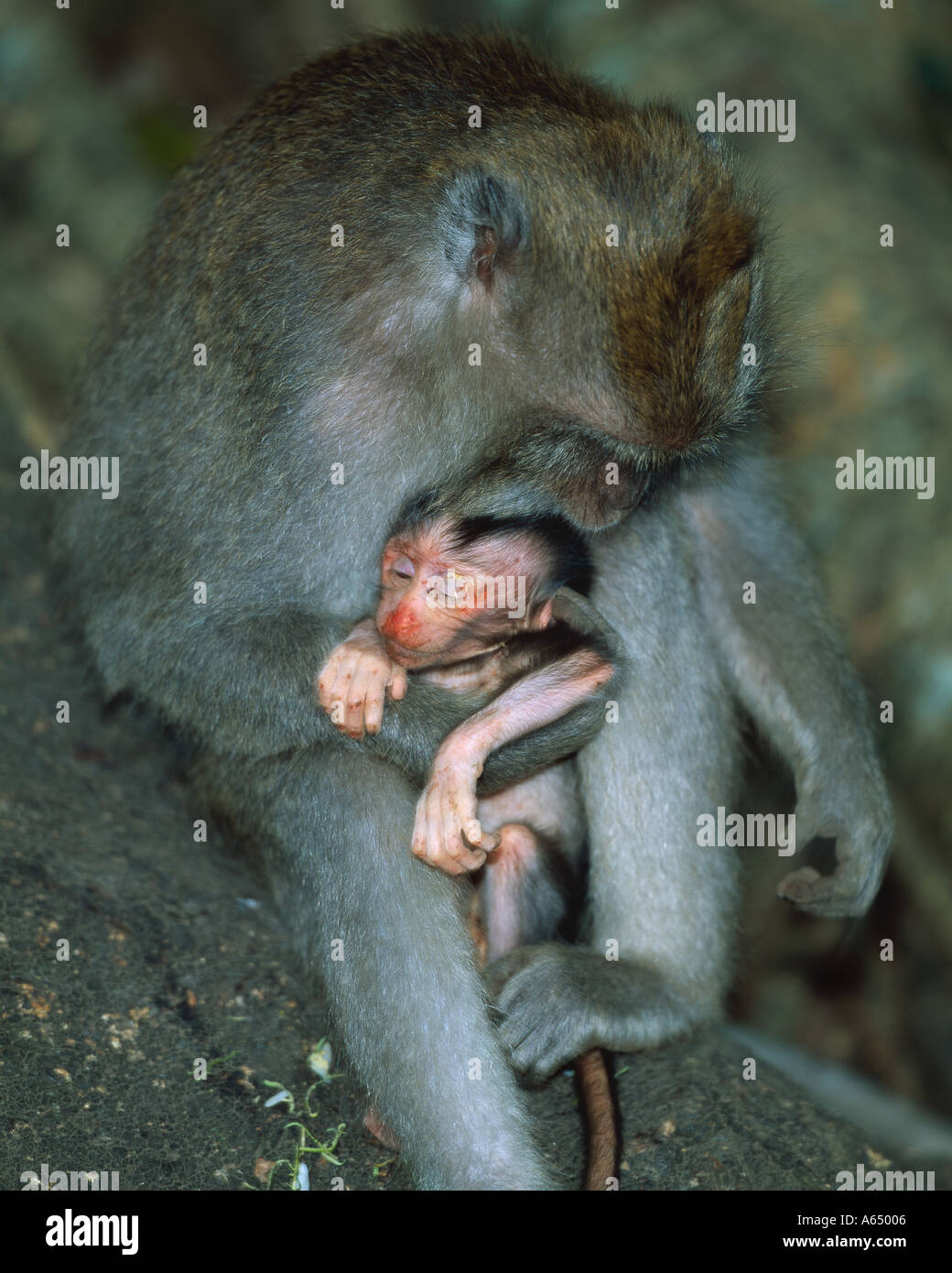 Macaque Injuries Injured macaque hi-res stock photography and images - Alamy