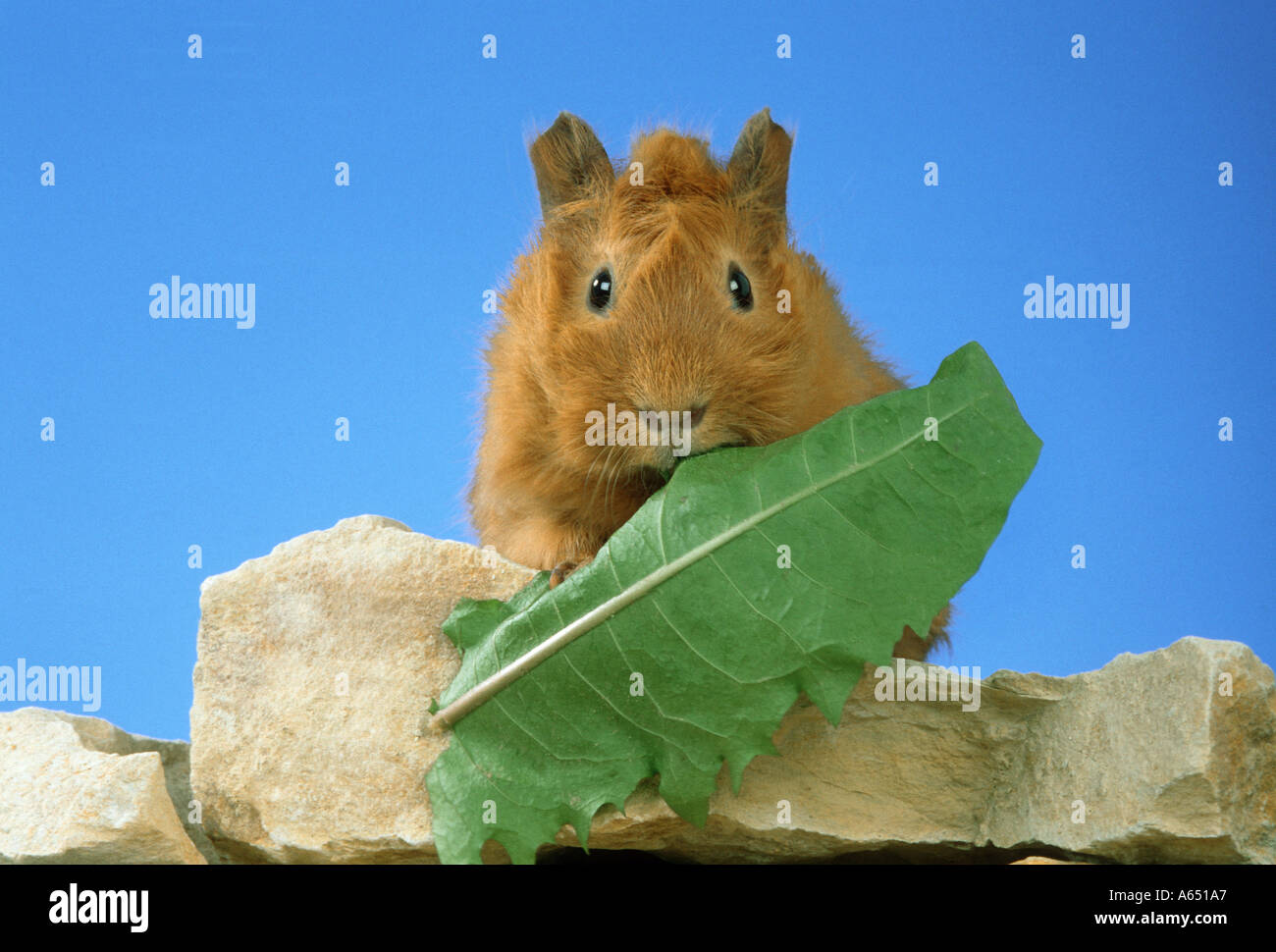 angora guinea pig is eating a green leaf Stock Photo Alamy