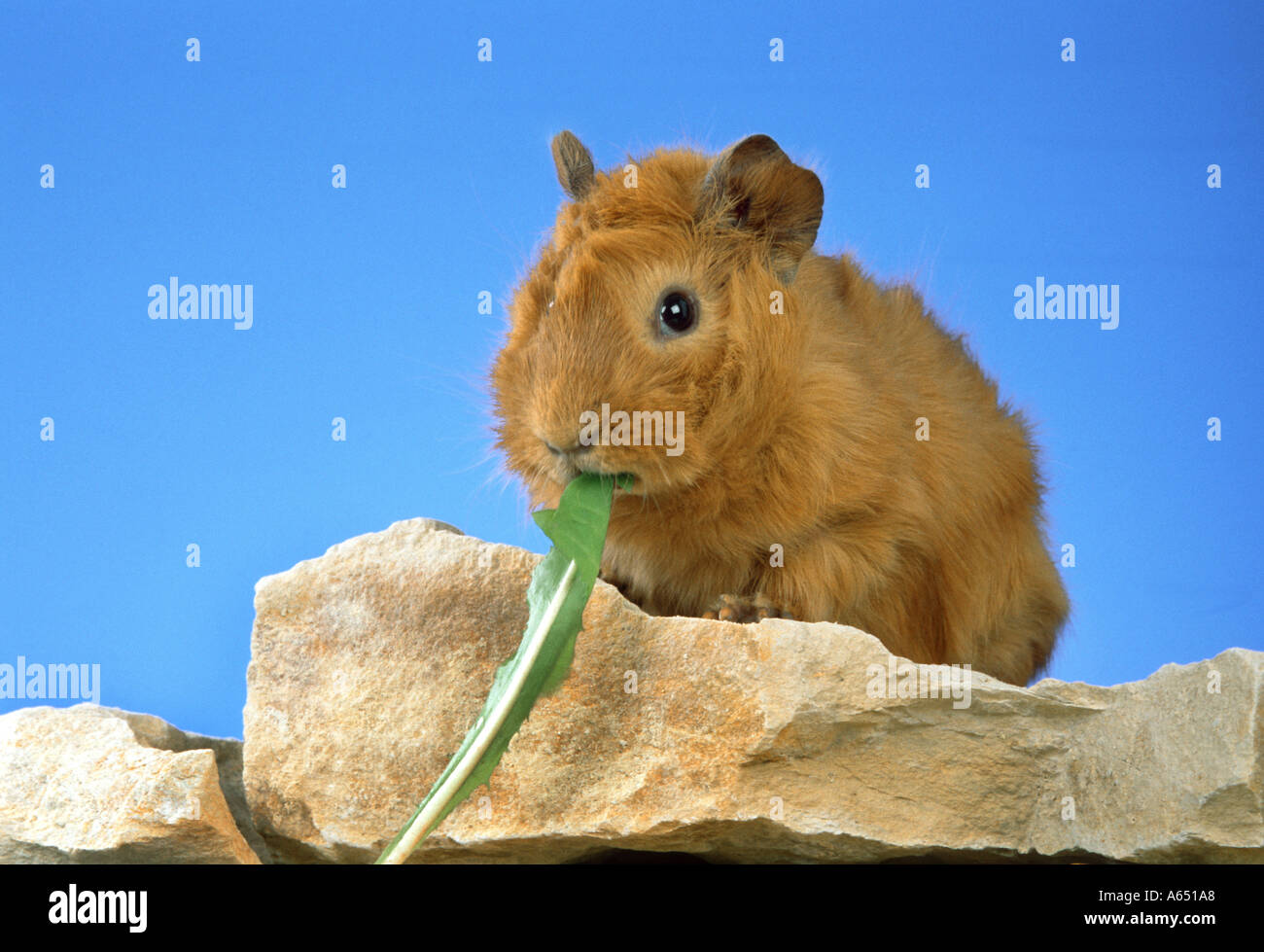 angora guinea pig is eating a green leaf Stock Photo Alamy