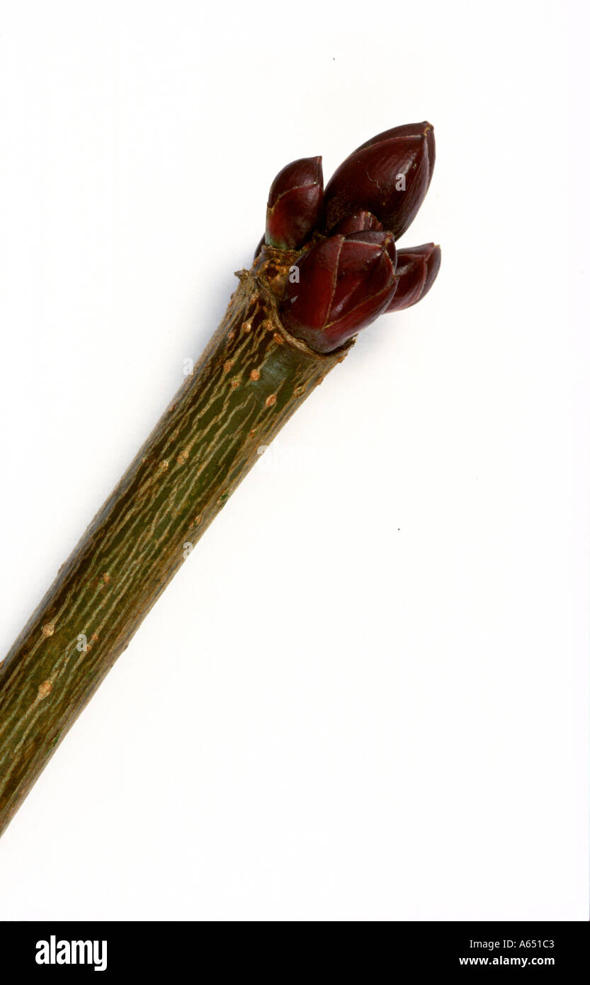 Field Maple buds in winter Acer campestre Lancashire Stock Photo