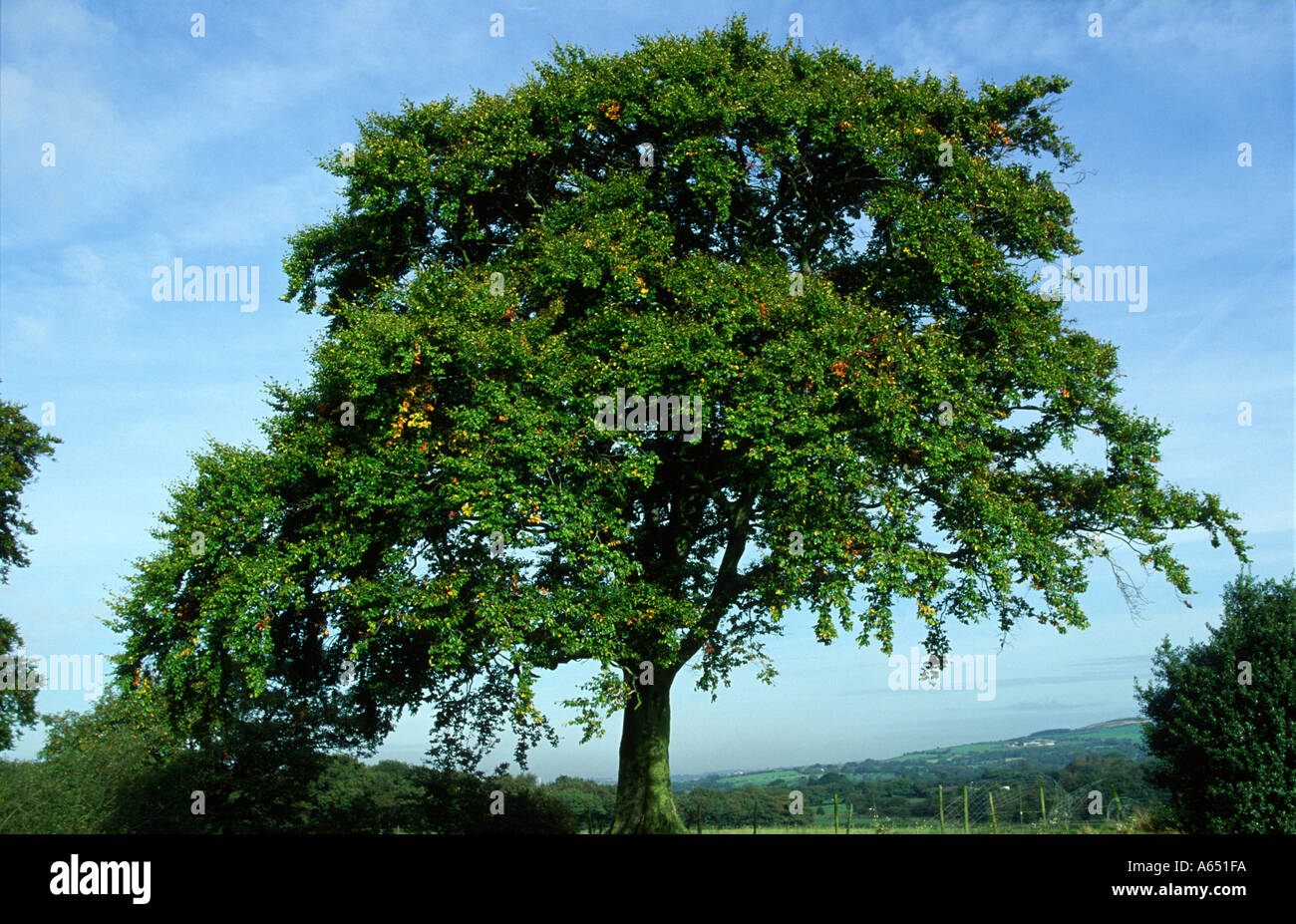 Beech tree autumn progression Fagus sylvatica Anglezarke Lancashire ...