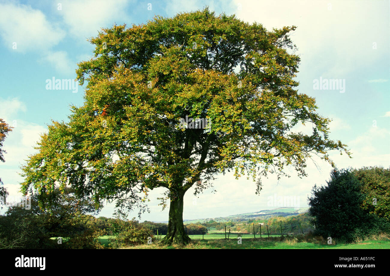 Beech tree autumn progression Fagus sylvatica Anglezarke Lancashire ...
