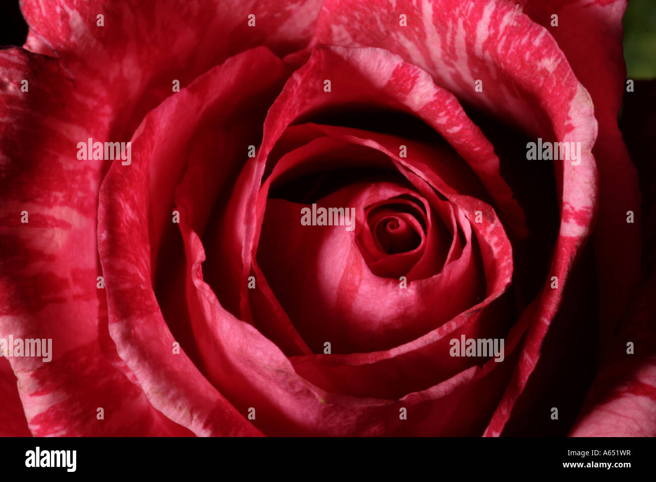 A horizontal image of the spiral at the top of a rose Stock Photo Alamy