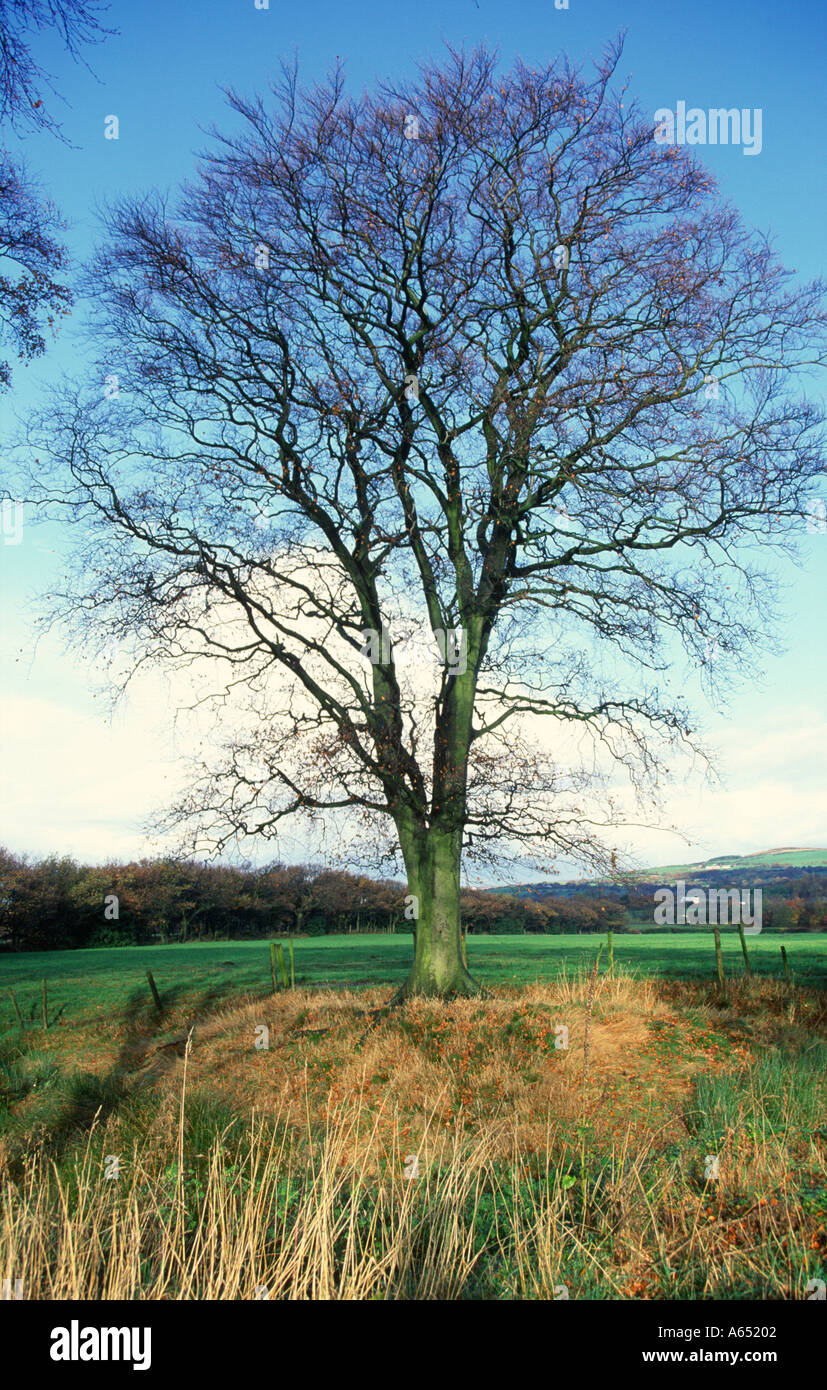 Beech tree losing leaves Fagus sylvestris Anglezarke Lancashire Stock