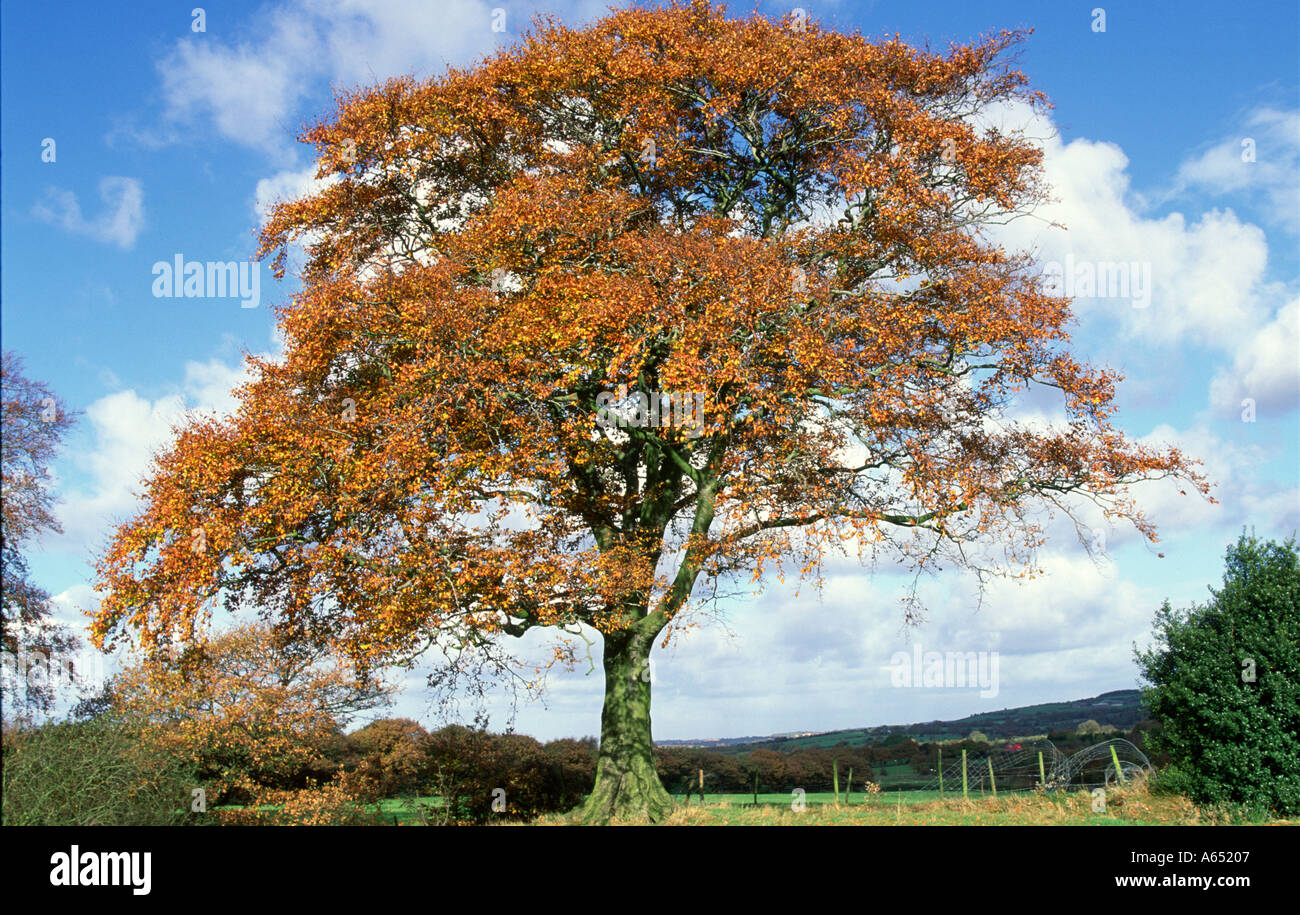 Beech tree losing leaves Fagus sylvestris Anglezarke Lancashire Stock