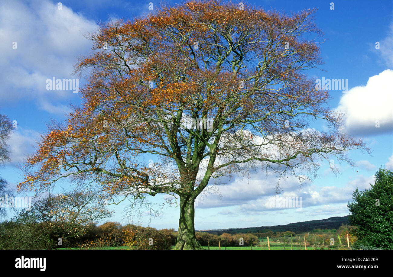 Beech tree losing leaves Fagus sylvestris Anglezarke Lancashire Stock