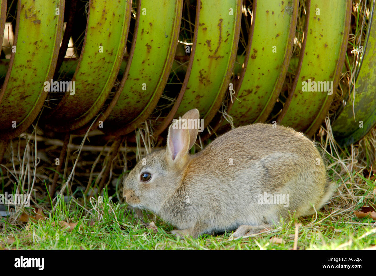 Old English Rabbit Image Old english rabbit hi-res stock photography and images - Alamy