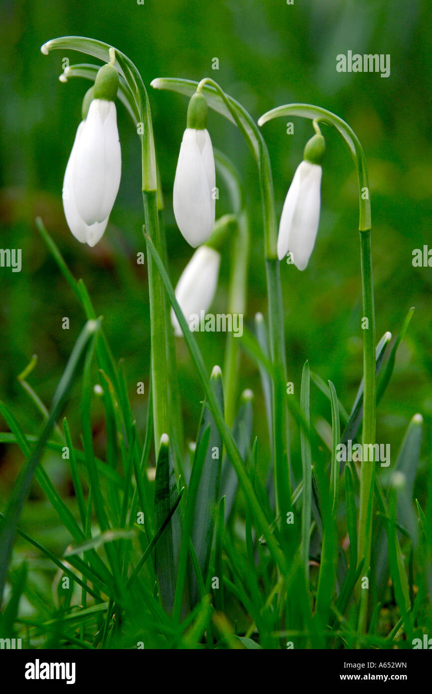 Small group of snowdrops Galanthus nivalis in very early spring with flowers still closed Stock Photo