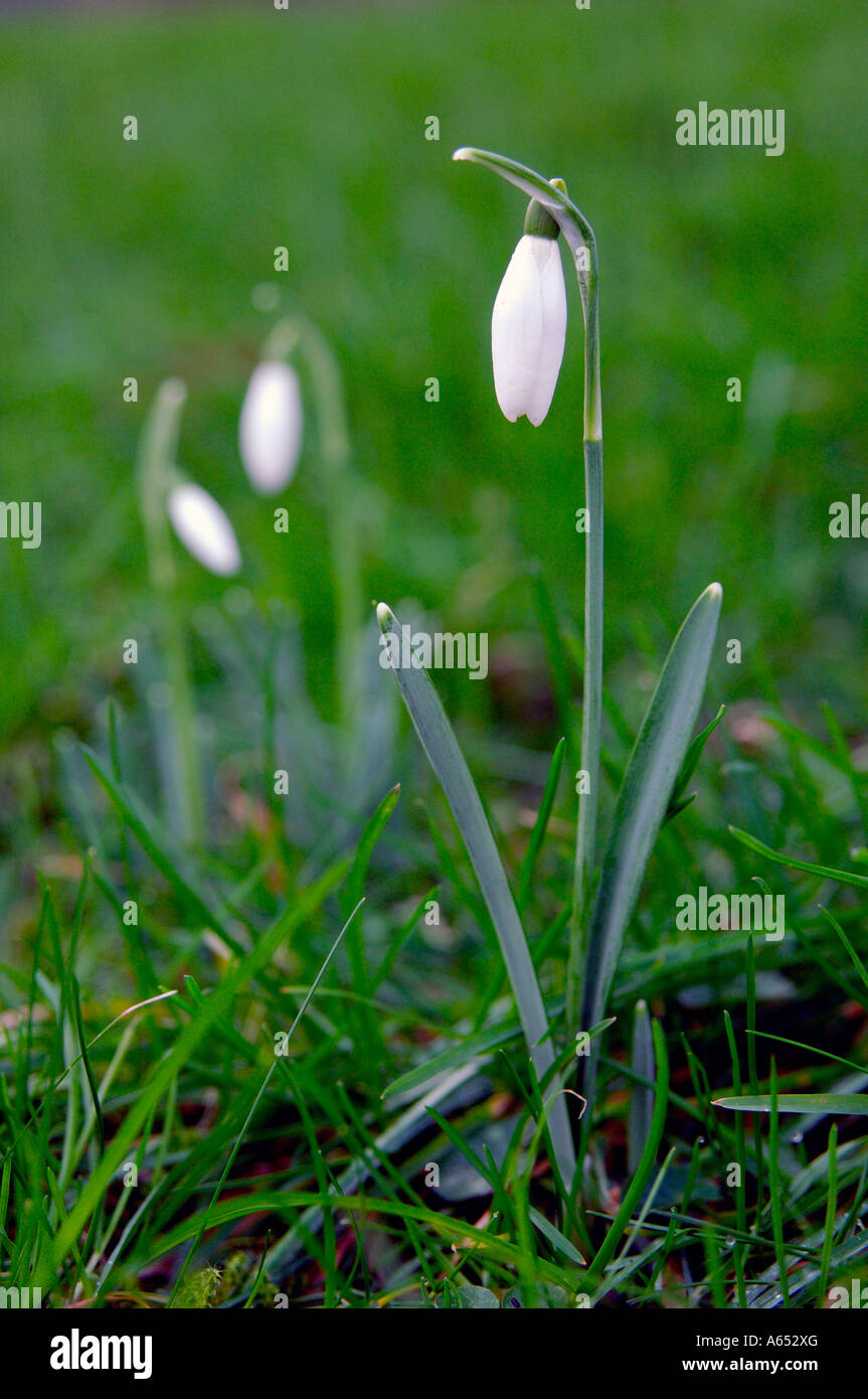 Small group of snowdrops Galanthus nivalis in very early spring with flowers still closed growing wild in short grass Stock Photo