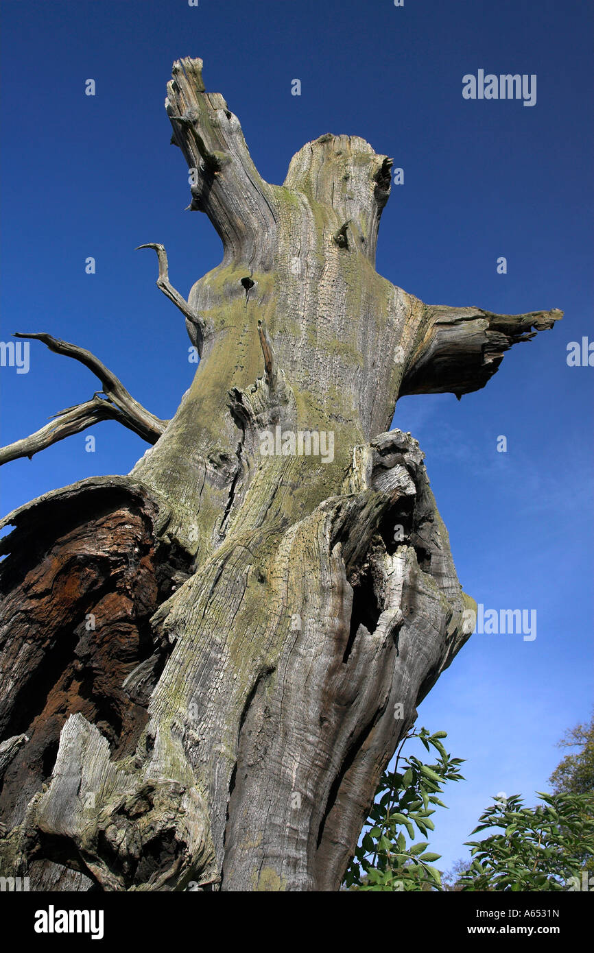 DEAD OAK TREE Stock Photo Alamy