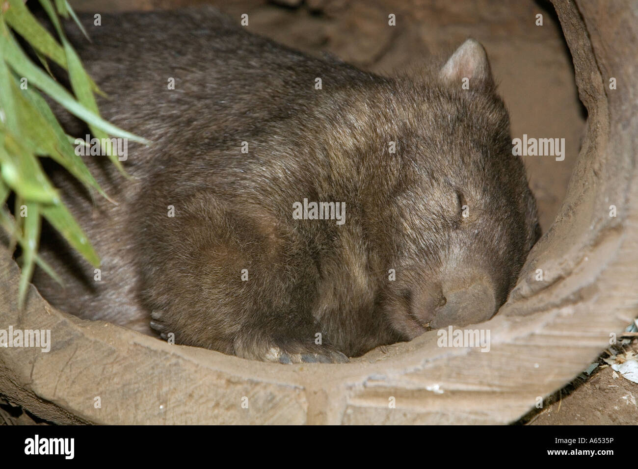 A southern hairy nosed Wombat (Lasiorhinus latrifrons) sleeping in a hollow A wombat is a burrowning nocturnal marsupial. Stock Photo