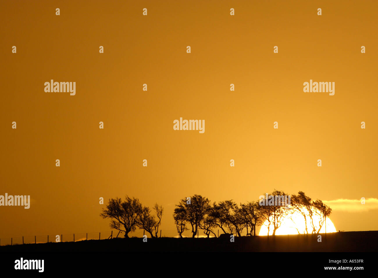 Large white rising sun appears over horizon framed by trees blowing in ...