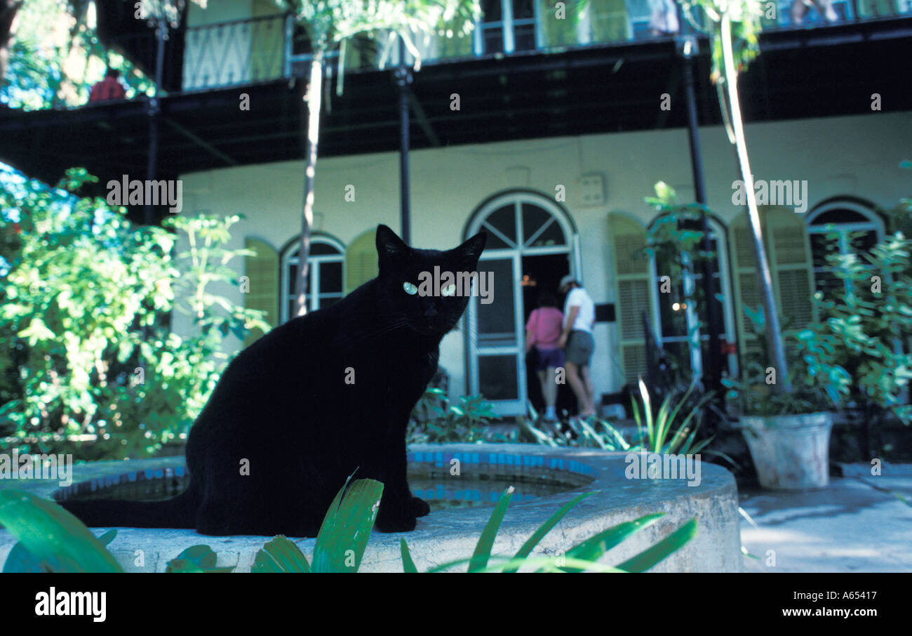 A black six toed cat descended from Hemingway s cats is seen on the edge of the fountain well in front of Hemingway s house in Stock Photo