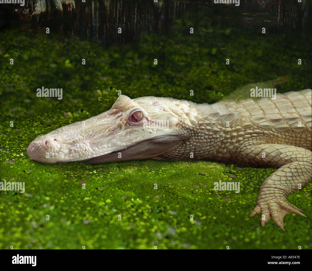 Gator glam hi-res stock photography and images - Alamy