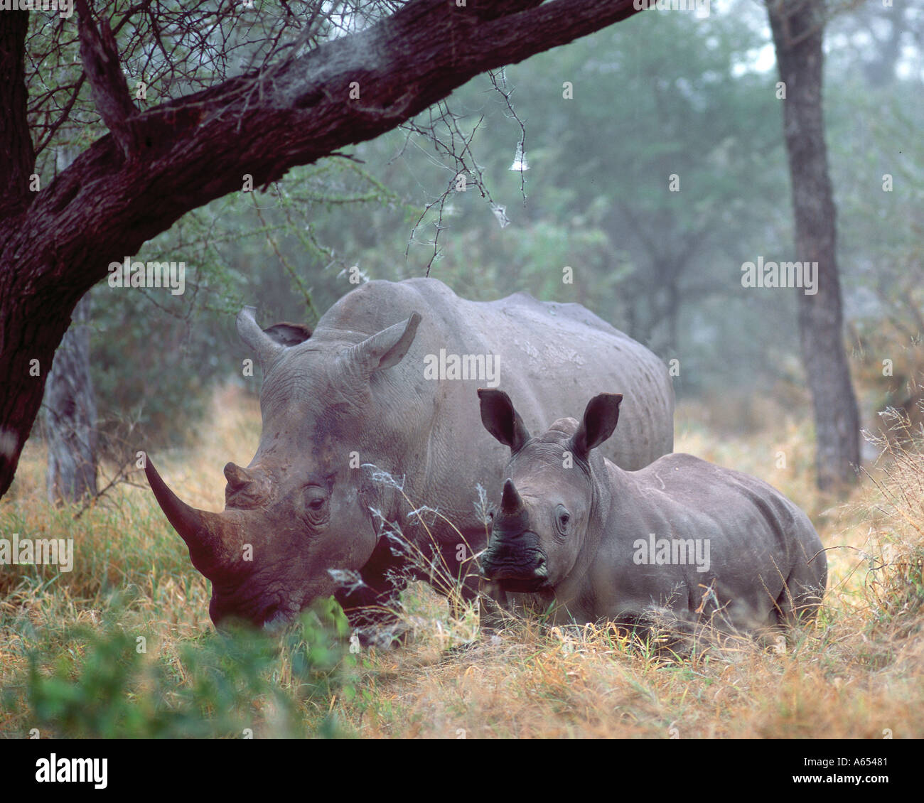 Mother and baby white rhinos, Kruger National Park, South Africa Stock Photo