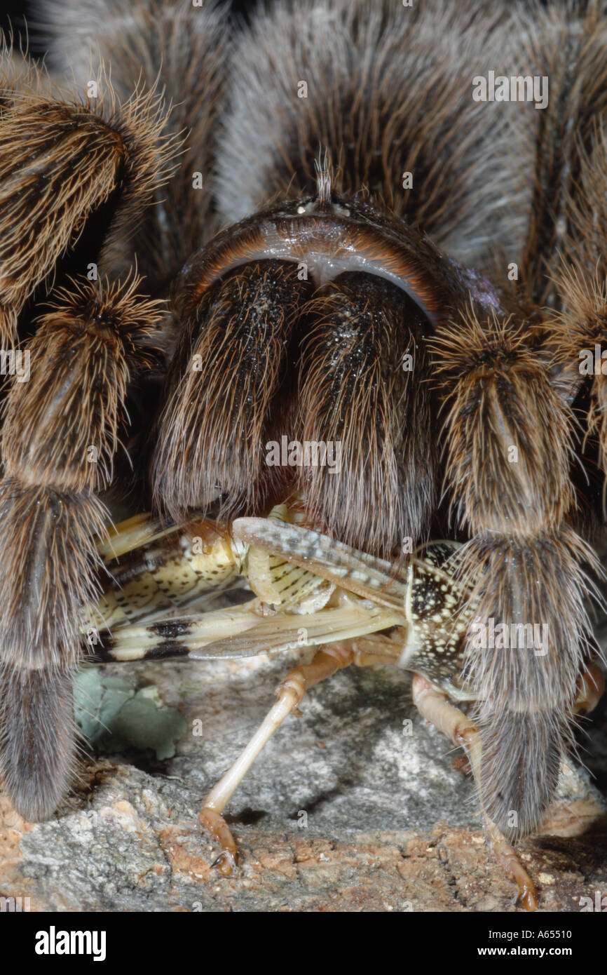 Chile Rose Tarantula Grammostola rosea. Captive. UK Stock Photo Alamy