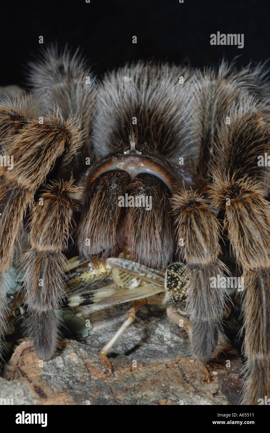 Chile Rose Tarantula Grammostola rosea. Captive. UK Stock Photo Alamy