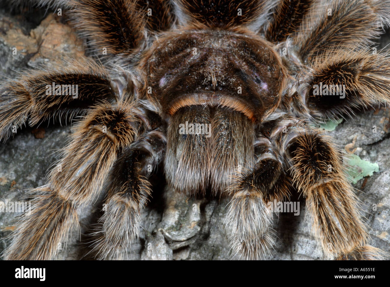 Chile Rose Tarantula Grammostola rosea. Captive. UK Stock Photo Alamy