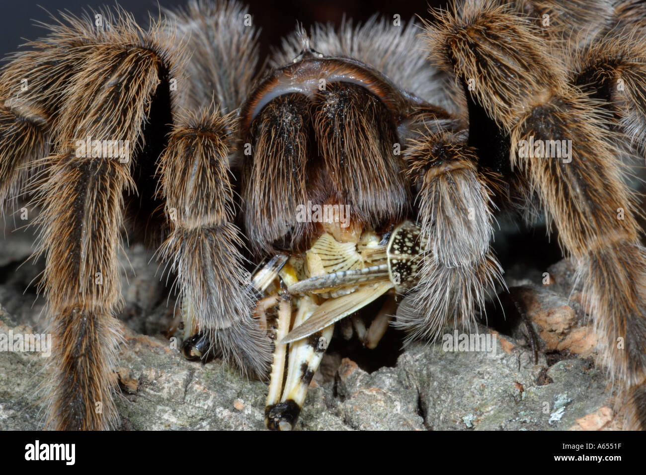 Chile Rose Tarantula Grammostola rosea eating locust. Captive. UK Stock