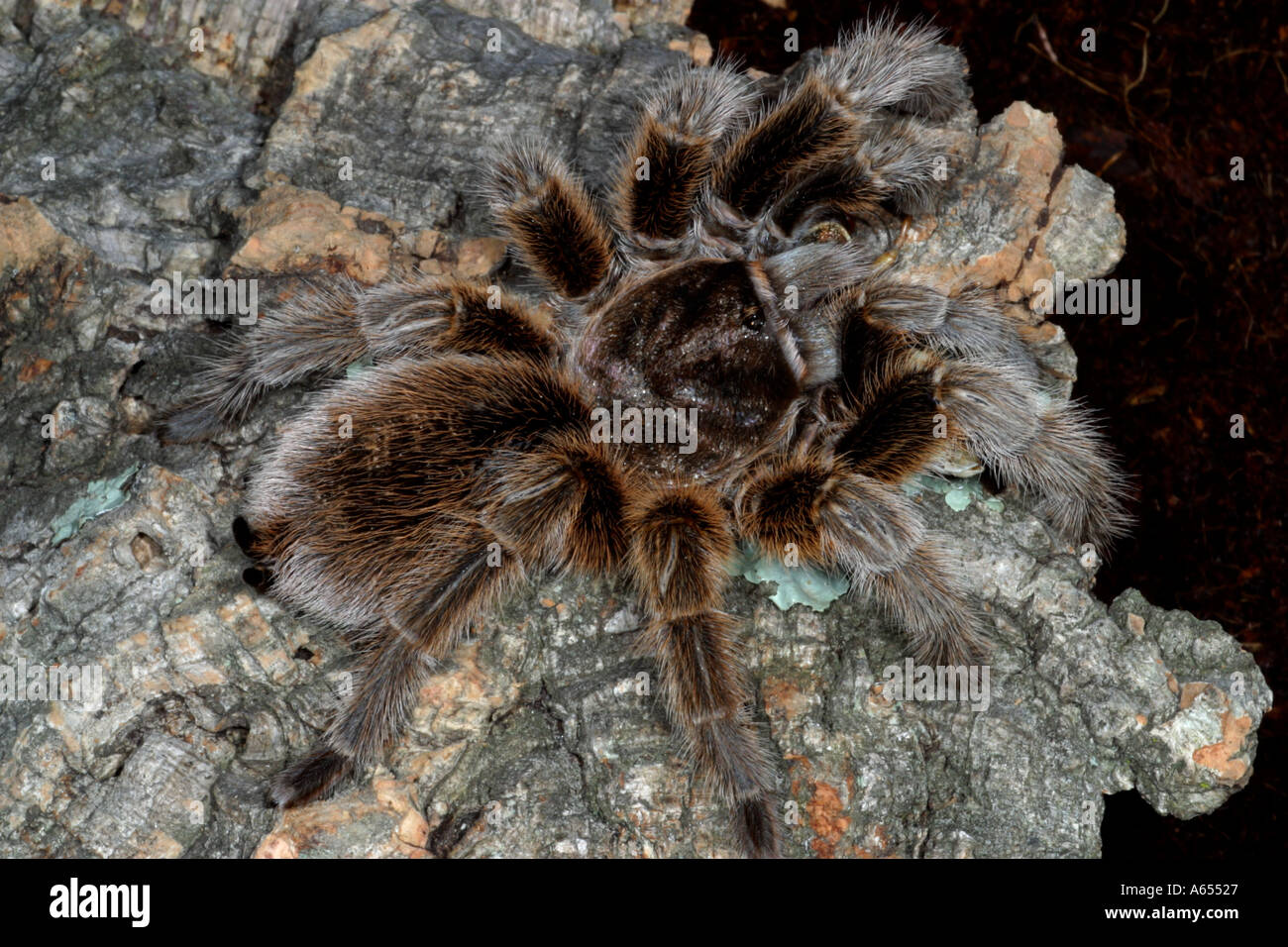 Chile Rose Tarantula Grammostola rosea. Captive UK Stock Photo Alamy