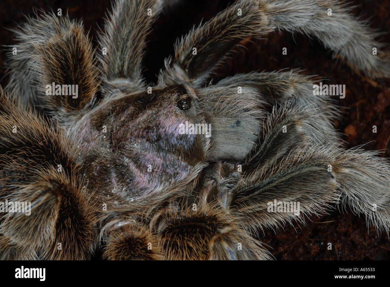 Chile Rose Tarantula Grammostola rosea Stock Photo - Alamy