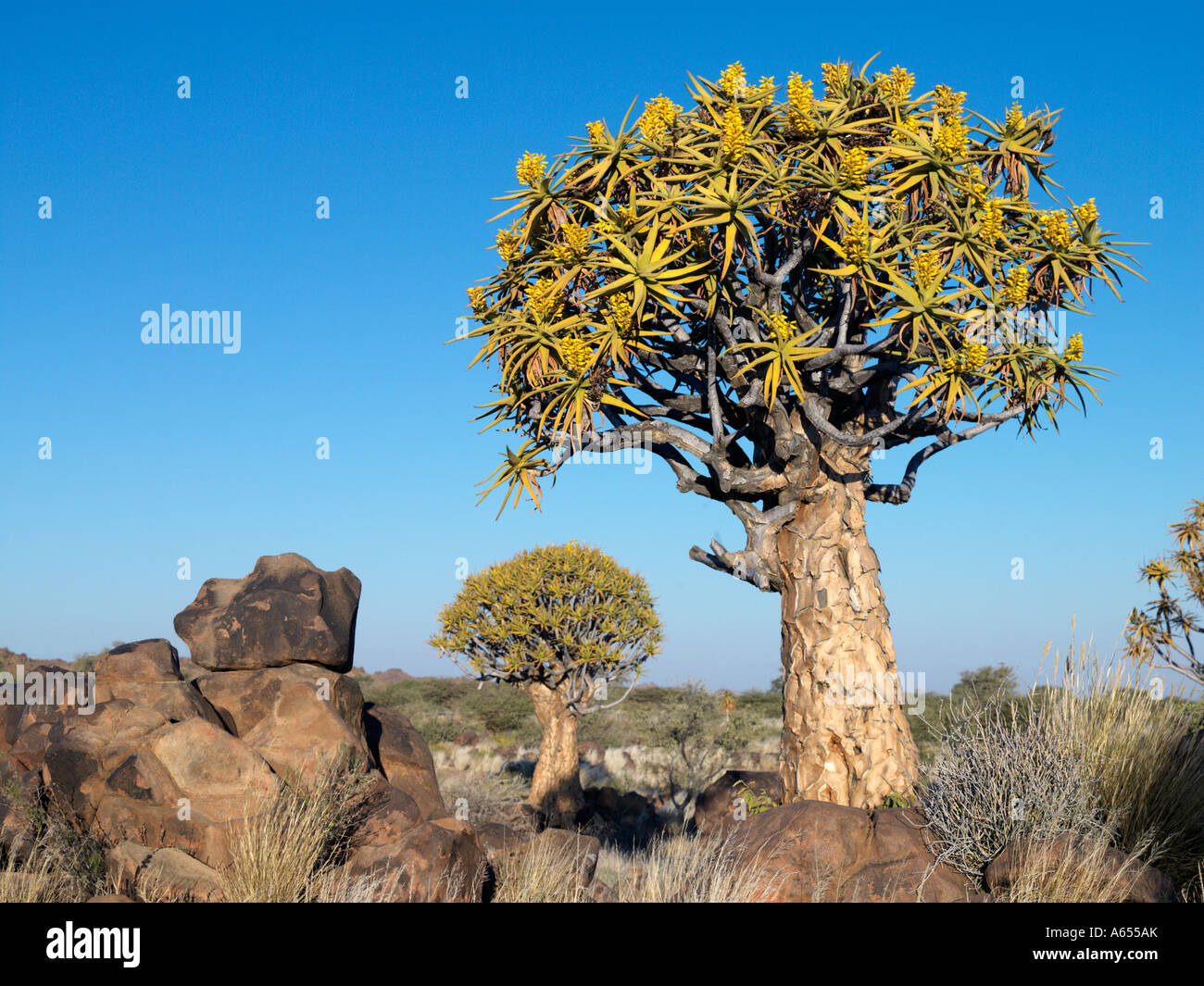 Quivertrees in a forest close to the Southern Kalahari Stock Photo