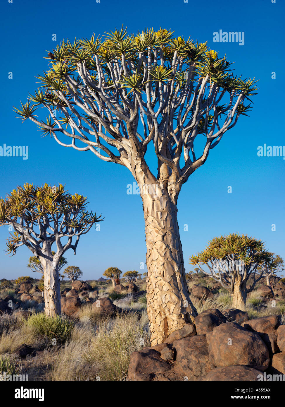 Quivertrees in a forest close to the Southern Kalahari Stock Photo