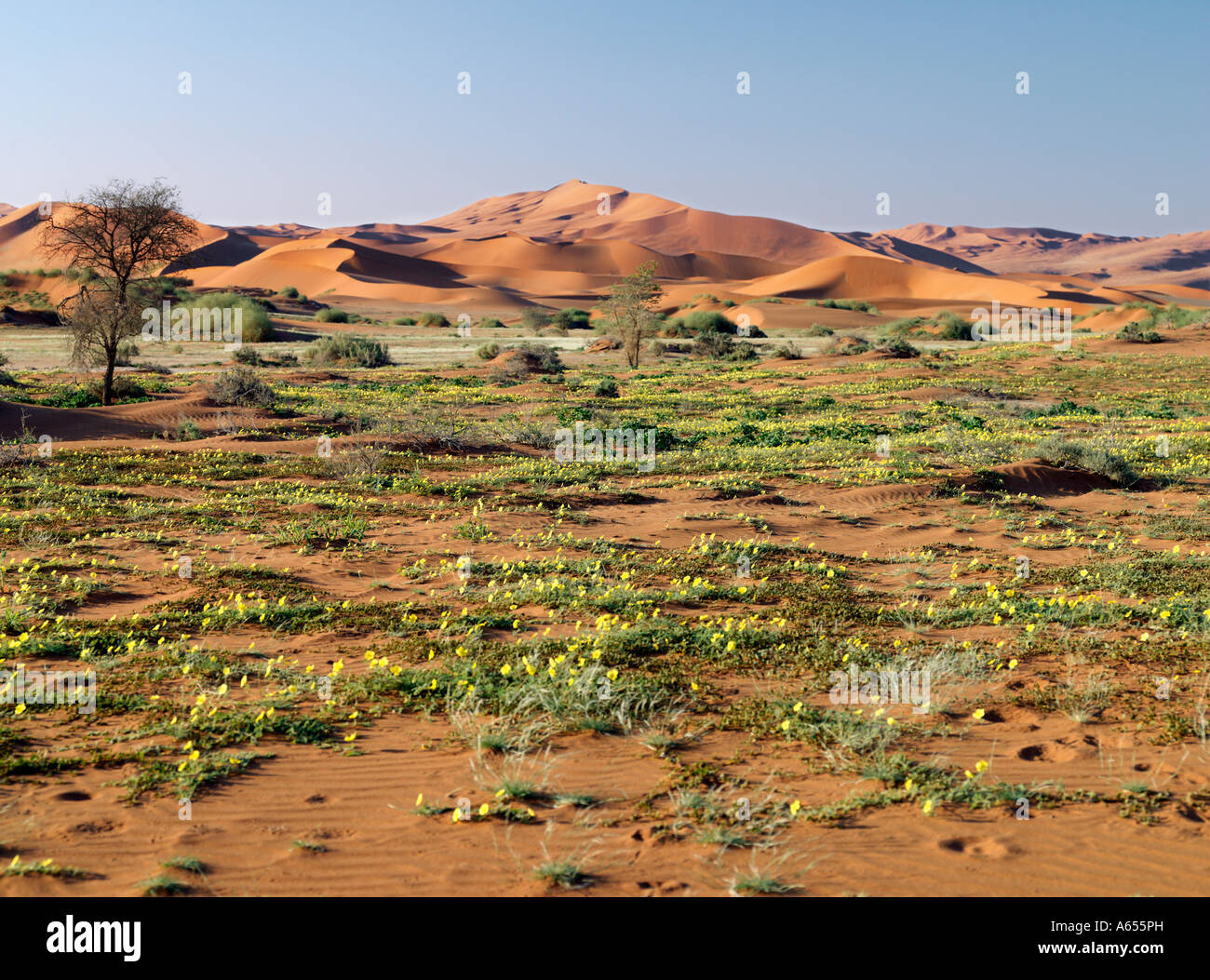 The desert blooms with a mass of wild flowers at Sossusvlei Stock Photo