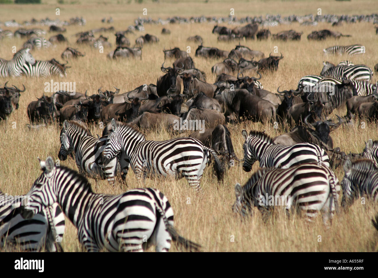 Wildebeest and zebra herd on the Masai Mara, Kenya Stock Photo - Alamy