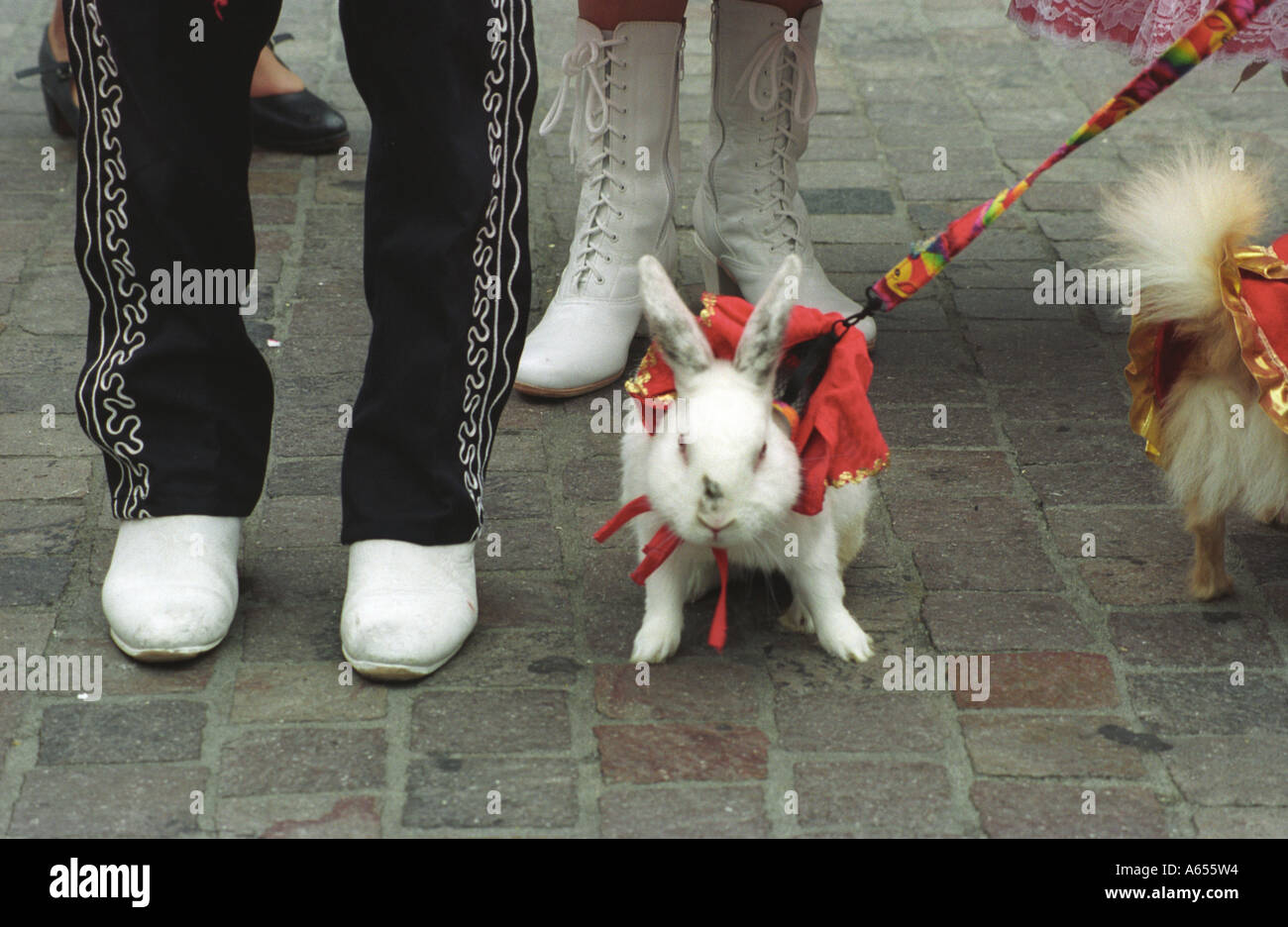 Blessing of the Animals Olvera Street Los Angeles California United